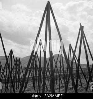 Un diesen Gerüsten wächst der Hopfen in der Hallertau, Deutschland 1930er Jahre. Su questi bastoncini luppolo crescerà in corrispondenza della regione di Hallertau, Germania 1930s. Foto Stock