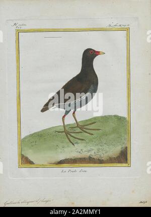 Gallinula chloropus, stampa il comune (moorhen Gallinula chloropus) (noto anche come il waterhen, la palude di pollo e di come il pollo sultano comune è una specie di uccelli nella rampa (Famiglia Rallidae). Esso è distribuito in molte parti del vecchio mondo., 1700-1880 Foto Stock