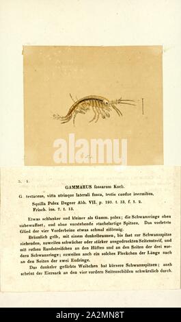 Gammarus fossarum, stampa Gammarus è un crostaceo amphipod genere nella famiglia Gammaridae. Esso contiene più di 200 specie descritta, il che lo rende uno dei più speciose generi di crostacei.specie differenti hanno differenti condizioni ottimali, in particolare in termini di salinità, e diverse tolleranze; Gammarus pulex per esempio è puramente una specie d'acqua dolce, mentre Gammarus locusta è estuari, solo vivere dove la salinità è maggiore di 25 Foto Stock