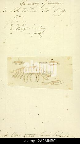 Gammarus spinicarpus, stampa Gammarus è un crostaceo amphipod genere nella famiglia Gammaridae. Esso contiene più di 200 specie descritta, il che lo rende uno dei più speciose generi di crostacei.specie differenti hanno differenti condizioni ottimali, in particolare in termini di salinità, e diverse tolleranze; Gammarus pulex per esempio è puramente una specie d'acqua dolce, mentre Gammarus locusta è estuari, solo vivere dove la salinità è maggiore di 25 Foto Stock