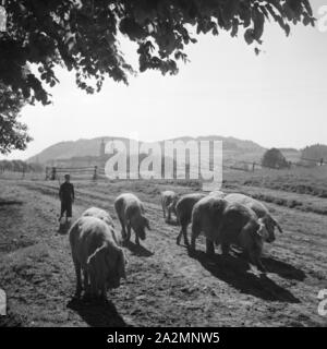 Ein Junge Schweine hütet bei San Pietro im Schwarzwald, Deutschland 1930er Jahre. Un ragazzo imbrancandosi suini vicino alla Basilica di San Pietro nella regione della Foresta Nera, Germania 1930s. Foto Stock