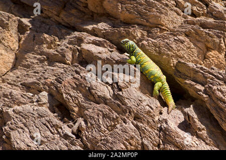 Il maschio della Uromastyx ornata- ornato mastigure Mastigure ornati - Uromastyx ornata- חרדון צב הדור Foto Stock