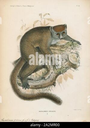 Il Hapalemur griseus, stampa la minore orientale bamboo lemur (Hapalemur griseus), noto anche come il grigio lemure di bambù, il grigio lemure dolce e il lemure Mahajanga è un lemure piccolo endemica del Madagascar, con tre sottospecie nota. Come suggerisce il suo nome, l'orientale minore lemure bamboo si nutre prevalentemente di bambù. I lemuri del genere Hapalemur hanno più destrezza manuale e la coordinazione tra mani e occhi rispetto alla maggior parte dei lemuri. Essi sono verticali arrampicatori e saltare da una levetta a levetta in spesse foreste di bambù., 1868 Foto Stock