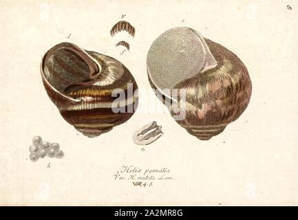 Helix pomatia, stampa Helix pomatia, nomi comuni il romano lumaca, Borgogna, lumaca lumaca commestibili o escargot, è una specie di grande, commestibili, aria-terra che respira lumaca, un pulmonate gasteropodi molluschi terrestri nella famiglia Helicidae. Si tratta di una specie europee. In lingua inglese è denominata con il nome francese escargot quando usato in cucina (escargot significa semplicemente "chiodo"). Sebbene questa specie è molto apprezzato come alimento, è difficile da coltivare e raramente coltivata commercialmente Foto Stock