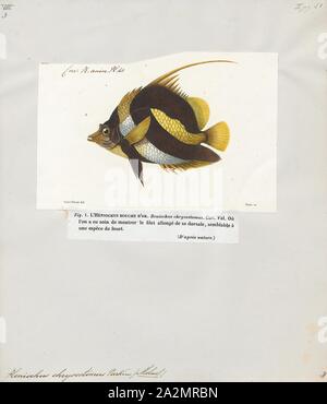 Heniochus chrysostoma, stampa Heniochus è un genere di butterflyfishes nativa per l'Indo-Pacifico. Sebbene molto simili nell'aspetto all'idolo Moresco (Zanclus cornutus), i membri di questo genere non sono strettamente correlate ad essa., 1700-1880 Foto Stock