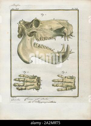 Hippopotamus amphibius, stampa la comune ippopotamo, o di Ippona, è un grande, principalmente, erbivori semiaquatic mammifero e ungulati nativa per l'Africa sub-sahariana. È uno di soltanto due specie esistenti nella famiglia Hippopotamidae essendo l'altra pigmeo Ippopotamo (Choeropsis liberiensis o Hexaprotodon liberiensis). Il nome deriva dal greco antico per 'fiume cavallo". Dopo l'elefante e rinoceronte, l'ippopotamo comune è la terza più grande tipo di mammifero terrestre e la più pesante extant artiodattilo. Nonostante la loro somiglianza fisica per i suini ed altri ancora terrestre-toed ungulati Foto Stock