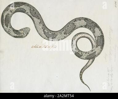 Homalopsis sieboldii, stampa Homalopsis è un genere di serpenti della famiglia Homalopsidae. Il genere è limitato al Sud Est asiatico e comprende cinque attualmente riconosciuti specie. Come tutti i membri della famiglia Homalopsidae, Homalopsis sono retro-fanged e debolmente velenosi, sebbene considerato innocuo per gli esseri umani., 1734-1765 Foto Stock