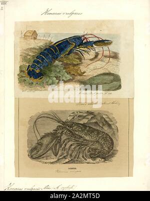 Homarus vulgaris, stampa Homarus gammarus, noto come l'astice o aragosta comune, è una specie di artigliato aragosta dalla parte orientale dell'Oceano Atlantico, il Mare Mediterraneo e le parti del Mar Nero. Essa è strettamente correlata alla American aragosta, H. americanus. Esso può crescere fino a una lunghezza di 60 cm (24 in) e una massa di 6 kg (13 lb), e porta una cospicua coppia di griffe. Nella vita le aragoste sono blu, diventando solo "Aragosta" sulla cottura. L'accoppiamento avviene in estate, la produzione di uova che sono portati da femmine fino ad un anno prima cova in planctonici larve. Homarus gammarus Foto Stock