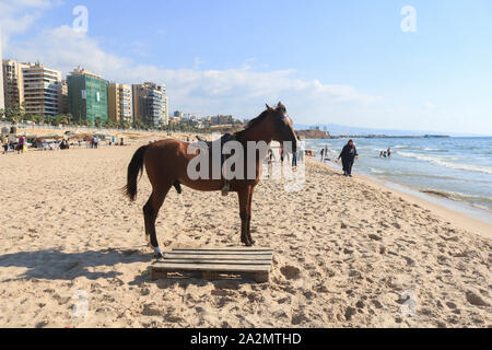 Beirut, Libano - 03 ottobre 2019. Un cavallo arabo non si raffredda in spiaggia su una calda giornata torrida a Beirut con temperature sopra la media per il mese di ottobre . Credito: amer ghazzal/Alamy Live News Foto Stock