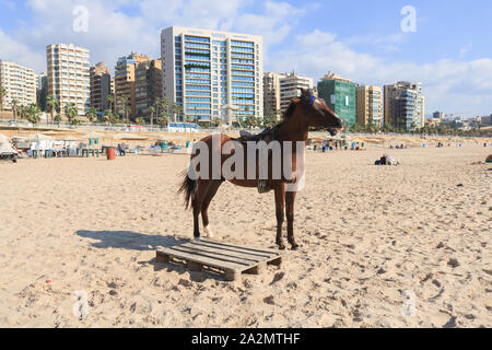 Beirut, Libano - 03 ottobre 2019. Un cavallo arabo non si raffredda in spiaggia su una calda giornata torrida a Beirut con temperature sopra la media per il mese di ottobre . Credito: amer ghazzal/Alamy Live News Foto Stock