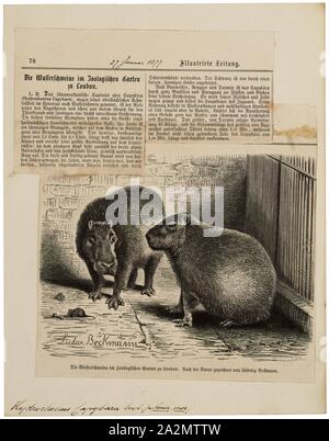 Hydrochoerus capibara, stampa, il capibara (Hydrochoerus hydrochaeris) è un mammifero originario del Sud America. È il più grande roditore vivente nel mondo. Chiamato anche chigüire, chigüiro (in Colombia e Venezuela) e carpincho, è un membro del genere Hydrochoerus, di cui il solo altro extant stati è la minore capibara (Hydrochoerus isthmius). I suoi parenti stretti includono cavie e rock cavies ed è più lontanamente correlato all'agouti, il chinchilla, e il coypu. Il capibara abita nelle savane e foreste fitte e vive vicino a corpi di acqua. Si tratta di un altamente sociale Foto Stock
