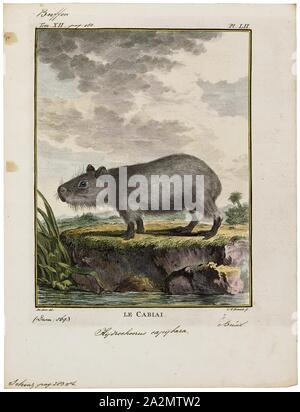 Hydrochoerus capibara, stampa, il capibara (Hydrochoerus hydrochaeris) è un mammifero originario del Sud America. È il più grande roditore vivente nel mondo. Chiamato anche chigüire, chigüiro (in Colombia e Venezuela) e carpincho, è un membro del genere Hydrochoerus, di cui il solo altro extant stati è la minore capibara (Hydrochoerus isthmius). I suoi parenti stretti includono cavie e rock cavies ed è più lontanamente correlato all'agouti, il chinchilla, e il coypu. Il capibara abita nelle savane e foreste fitte e vive vicino a corpi di acqua. Si tratta di un altamente sociale Foto Stock