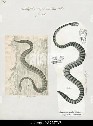 Hydrophis nigrocincta, stampa Hydrophis nigrocinctus è una specie di marine serpenti velenosi Elapidae (Hydrophiinae-mare serpente). Distribuzione: Oceano Indiano: India, Bangladesh, Sri Lanka, Myanmar (= Birmania), Thailandia, Malaysia., 1700-1880 Foto Stock