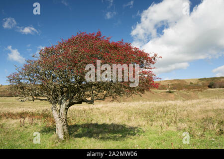 Un comune albero di biancospino, Cretaegus monogyna, carico di bacche mature, che è stata modellata da venti prevalenti che cresce su una collina sopra Chesil Beach Foto Stock