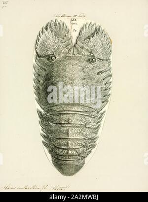 Ibacus antarcticus, stampa Ibacus è un genere di delle aragoste, compresi commercialmente importanti specie come il bug di Balmain, Ibacus peronii Foto Stock