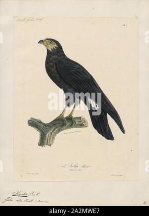 Ibycter ater, Stampa, rosso-throated caracara, il rosso-throated caracara (Ibycter americanus) sociale è un specie di uccelli rapaci nella famiglia Falconidae. Esso viene posto in genere monotypic Ibycter, o talvolta uniti in Daptrius con il caracara nero. Unico tra caracaras, si ciba prevalentemente sulle larve delle api e vespe, ma prende anche gli insetti adulti e frutti e bacche., 1825-1834 Foto Stock