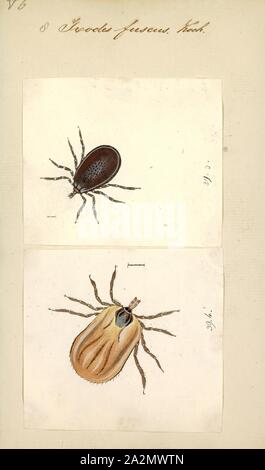 Ixodes, Stampa, Ixodes è un genere di hard corposo zecche (Famiglia Ixodidae). Esso include importanti vettori di malattie di animali e di esseri umani (tick-borne disease), e alcune specie (in particolare Ixodes holocyclus) iniettare tossine che possono causare paralisi. Alcune zecche in questo genere può trasmettere il batterio patogeno Borrelia burgdorferi responsabile della causa la malattia di Lyme. Ulteriori organismi che possono essere trasmessi da Ixodes sono parassiti dal genere Babesia, che provocano delle babesiosi e batteri dal relativo genere Anaplasma, che causano anaplasmosi Foto Stock