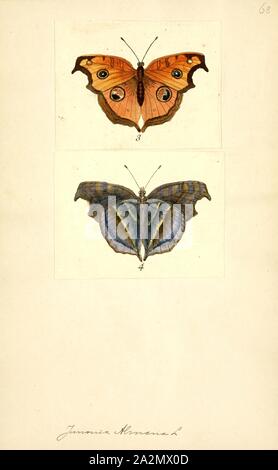 Junonia, stampa Junonia è un genere di farfalle nymphalid, descritto da Jacob Hübner nel 1819. Essi sono comunemente noti come buckeyes, pansies o commodores. Questo genere di mosche in ogni continente tranne l'Antartide. Il genere contiene circa 30 a 35 specie Foto Stock