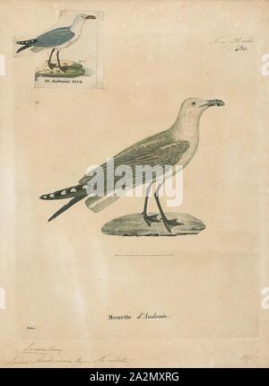 Larus audouinii, stampa l'Audouin il gabbiano (Ichthyaetus audouinii) è un grande gabbiano limitato al Mediterraneo e la costa occidentale dell Africa sahariana e la penisola iberica. Il nome del genere viene dal greco antico ikhthus " di pesci Foto Stock