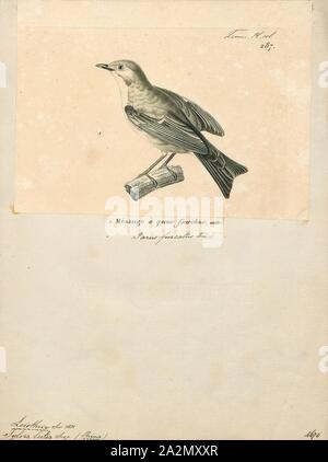 Leiothrix lutea, stampa, il rosso-fatturati leiothrix (Leiothrix lutea) è un membro della famiglia Leiothrichidae, nativo di Cina meridionale e l'Himalaya. Gli adulti hanno un colore rosso brillante fatture e sordo di anello giallo attorno ai loro occhi. Le spalle sono opache verde oliva, e hanno un colore giallo-arancio della gola con un giallo mento; le femmine sono un po' meno appariscenti rispetto ai maschi, e i ragazzi hanno le fatture del nero. È stato inoltre introdotto in varie parti del mondo, con piccole popolazioni di fuggitivi avente esisteva in Giappone a partire dagli anni ottanta. È diventato un comune cagebird e tra aviculturists va da Foto Stock