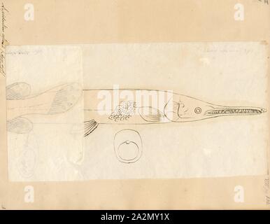 Lepisosteus osseus, stampa Longnose gar, 1700-1880 Foto Stock