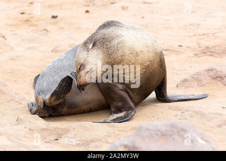 South African pelliccia sigillo scratching femmina a Cape Cross Seal Reserve, Namibia, Africa Foto Stock