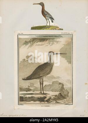 Limosa aegocephala, stampa Godwit, Il godwits sono un gruppo di grandi, lunga fatturati, dalle lunghe gambe e fortemente trampolieri migratori dell'uccello genere Limosa. La loro lunga fatture consentono loro di sondare profondamente nella sabbia per vermi acquatici e molluschi. Sono frequenti le coste di marea, allevamento in climi del nord in estate e che migrano verso sud durante l'inverno. Nella loro gamma invernale, essi si dirigono insieme dove il cibo è abbondante. Una femmina di bar-tailed godwit detiene il record per il più lungo volo non-stop per una terra bird., 1700-1880 Foto Stock