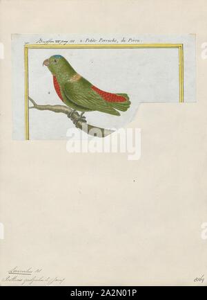 Loriculus galgulus, stampa il blu-incoronato Hanging Parrot (Loriculus galgulus) è un piccolo (lunghezza: 13 cm (5.1 in)) principalmente pappagallo verde trovato nelle pianure boscose nel sud della Birmania e Thailandia, Malesia, Singapore e Indonesia (Sumatra, Java, Borneo)., 1700-1880 Foto Stock