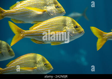 Scuola di porkfish (Anisotremus virginicus) presso il Georgia Aquarium nel centro di Atlanta, Georgia. (USA) Foto Stock