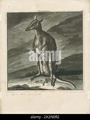 Macropus giganteus, stampa orientale canguro grigio (Macropus giganteus) è un marsupiale trovati nel sud e est dell'Australia, con una popolazione di diversi milioni di euro. È anche noto come il grande grigio Canguro e il boscaiolo canguro. Sebbene un grande orientale maschio grigio masse tipicamente circa 66 kg (peso 145 lb.) e sorge quasi 2 m (6.6 ft.) di altezza, il nome scientifico, Macropus giganteus (gigantesca di grandi piedi), è fuorviante: il canguro rosso del semi-arido entroterra è maggiore del peso fino a 90 kg., 1700-1880 Foto Stock