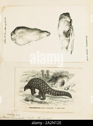 Manis temminckii, stampa il terreno pangolin (Smutsia temminckii), noto anche come di Temminck pangolin o Cape pangolin, è una delle quattro specie di pangolins che può essere trovato in Africa, e l'unico in Africa meridionale e orientale. L'animale è stato nominato per il zoologo olandese Coenraad Jacob Temminck. Come gruppo, pangolins sono tra i più criticamente animali in pericolo di estinzione nel mondo., 1700-1880 Foto Stock