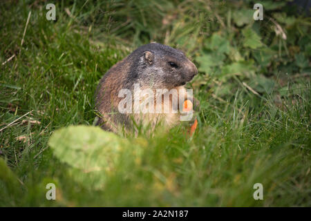 L'alpine marmotta (Marmota marmota) è una grande massa-abitazione scoiattolo, dal genere di marmotte. Si è trovato in numeri elevati in zone di montagna o Foto Stock