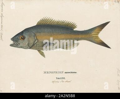 Mesoprion chrysurus, stampa la limanda snapper (Ocyurus chrysurus) è un abbondante specie di snapper nativo per il western Oceano Atlantico compreso il Golfo del Messico e il Mar dei Caraibi. Anche se essi sono stati trovati come lontano nord come il Massachusetts, la loro gamma normale è lungo la Florida a sud verso le Indie Occidentali e il Brasile. Questa specie si trova per lo più in prossimità delle barriere coralline, ma può essere trovato in altri habitat. Essi si verificano a profondità da vicino alla superficie di 180 metri (590 ft), sebbene per la maggior parte tra 10 e 70 m (33 e 230 ft). Questa specie può raggiungere una lunghezza di 86,3 cm (34,0 in), sebbene la maggior parte dei Foto Stock