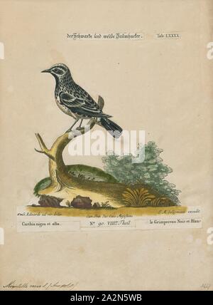 Mniotilta varia, stampa in bianco e nero trillo (Mniotilta varia) è una specie di nuovo mondo trillo, e l'unico membro del suo genere, Mniotilta., 1700-1880 Foto Stock