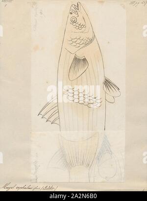 Mugil cefalo, stampa il flathead cefalo (Mugil cefalo) è un alimento importante specie ittiche in il muggine famiglia Mugilidae. Si trova nelle zone costiere tropicali e subtropicali di acque in tutto il mondo. La sua lunghezza è tipicamente da 30 a 75 centimetri (12 a 30). È conosciuto con numerosi nomi inglesi, comprese le triglie di flathead, striped mullet (US, American pesca nome società), nero triglie, bully bottarga di muggine comune, Cefali Triglia di mare e di triglie, tra gli altri., 1700-1880 Foto Stock