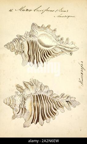 Murex brevifrons, stampa Murex è un genere di dimensioni da medie a grandi predatori di mare tropicale di lumache. Queste sono carnivori di gasteropodi marini di molluschi nella famiglia Muricidae, comunemente denominato "urexes' o 'rock lumache Foto Stock