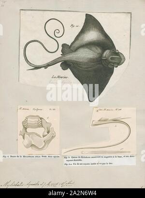 Myliobatis aquila, stampa la comune eagle ray (Myliobatis aquila) è una specie di pesce nella famiglia Myliobatidae. Abita la parte orientale dell'Oceano Atlantico (Mare del Nord al Sud Africa), del Mar Mediterraneo e del sud-ovest dell'Oceano Indiano., 1700-1880 Foto Stock