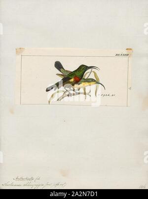 Nectarinia chloropygia, stampa l'oliva-panciuto sunbird (Cinnyris chloropygius) è una specie di uccello della famiglia Nectariniidae. Si è trovato in Africa occidentale e centrale., 1820-1860 Foto Stock