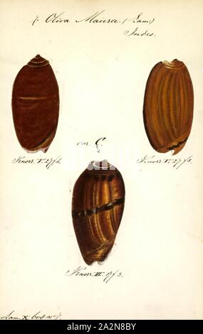 Oliva maura, stampa Animalia (unito) Mollusca (phylum) Gastropoda (classe) Caenogastropoda (sottoclasse) Neogastropoda (Ordine) Olivoidea (superfamiglia) Olividae (famiglia) Olivinae (sottofamiglia) Oliva (Genere) Oliva maura (specie Foto Stock