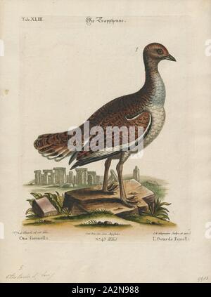 Otis tarda, stampare la grande bustard (Otis tarda) è un uccello della famiglia bustard, il solo membro del genere Otis. Esso razze di praterie e terreni agricoli dal nord del Marocco, Centrale e del Sud Europa, a moderato delleuropa centrale e orientale e in Asia. Le popolazioni europee sono principalmente residenti, ma le popolazioni asiatiche migrano più a sud in inverno. È stato elencato come vulnerabili sulla Lista Rossa IUCN dal 1996., 1700-1880 Foto Stock