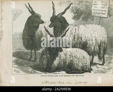 Ovis aries strepsiceros, stampa Ovis è un genere di mammiferi, parte della sottofamiglia Caprinae della famiglia di ruminanti bovidi. Le sue cinque o più altamente socievole specie sono noti come pecore. La specie ovina domestica è un membro del genere ed è pensato per essere disceso dal muflone selvatico del centro e sud-ovest Asia., 1868 Foto Stock