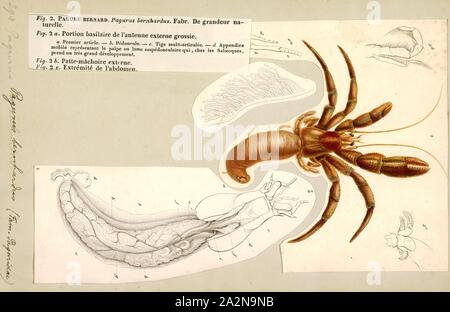 Pagurus bernhardus, stampa Pagurus bernhardus è il comune marino granchio eremita dell'Europa coste atlantiche. È talvolta indicato come comune granchio eremita o soldato del granchio. Il suo carapace raggiunge 3,5 centimetri (1,4 in) di lunghezza e si trova in entrambi i rocciosi e zone sabbiose, dalle acque artiche dell Islanda Svalbard e la Russia per quanto riguarda il sud come il Portogallo meridionale, ma la sua gamma non si estendono per quanto riguarda il Mare Mediterraneo. Esso può essere trovato in piscine sulla sponda superiore e in corrispondenza del valore medio livello maree fino ad una profondità di circa 140 metri (460 ft), con esemplari più piccoli generalmente trovata in rock Foto Stock