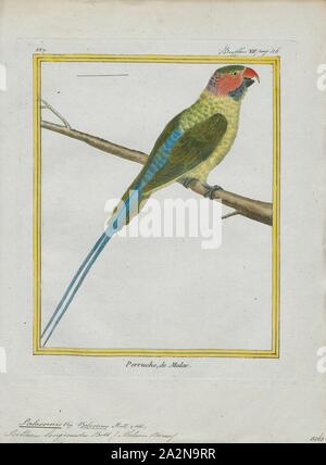 Palaeornis longicaudus, stampa Psittacula, membri del pappagallo genere Psittacula o anello Afro-Asian colli cocorite come essi sono comunemente noti in avicoltura proviene trovati dall'Africa al sud-est asiatico. Si tratta di un vasto gruppo, con una chiara concentrazione di specie in Asia del sud, ma anche con i rappresentanti in Africa e le isole dell'Oceano Indiano. Questo è il solo genere di pappagallo che ha la maggioranza della sua specie in Asia continentale. Di tutte le specie esistenti solo Psittacula calthropae, Psittacula caniceps e Psittacula echo non hanno un rappresentante di sottospecie in qualsiasi Foto Stock