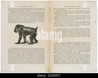 Papio leucophaeus, stampa babbuino, babbuini sono primati comprendente il genere Papio, uno dei 23 generi di scimmie del Vecchio Mondo. I nomi comuni di cinque specie di babbuini sono i hamadryas, la Guinea (chiamato anche il western e il rosso), l'olio d'oliva, il giallo e il chacma babbuini. Ciascuno di essi è nativo di uno dei cinque settori specifici dell Africa e hamadryas baboon è anche nativo di parte della penisola arabica.Essi sono tra i più grandi non-hominoid primati. I babbuini hanno esistito per almeno due milioni di anni., 1700-1880 Foto Stock