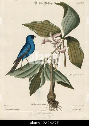 Passerina cyanea, stampa la indigo bunting (Passerina cyanea) è un piccolo seme-eating uccello della famiglia cardinale, Cardinalidae. È migratore, compresa tra il Canada meridionale verso il nord della Florida durante la stagione della riproduzione e dal sud della Florida a Sud America settentrionale durante l'inverno. Spesso si migra da notte, utilizzando le stelle per navigare. Il suo habitat è terreno coltivabile, spazzola aree aperte e boschi. L'indigo bunting è strettamente correlata alla lazuli bunting e interbreeds con specie dove le loro gamme si sovrappongono., 1700-1880 Foto Stock