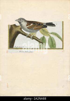 Passer domesticus, stampa la casa passero (Passer domesticus) è un uccello del passero famiglia Passeridae, trovato in più parti del mondo. Si tratta di un piccolo uccello che ha una lunghezza tipica di 16 cm (6,3 in) e di una massa di 24-39,5 g (0,85-1,39 oz). Femmine e gli uccelli giovani sono di colore marrone pallido e il grigio e i maschi sono più luminosi di nero, bianco e marrone e marcature. Uno dei circa 25 specie in genere Passer, la casa passero è nativo per la maggior parte d'Europa, del bacino del Mediterraneo e gran parte dell'Asia. La sua intenzionale o accidentale le presentazioni in molte regioni, comprese le parti di Australasia Foto Stock