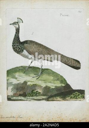 Pavo cristatus, stampa il peafowl indiano o peafowl blu (Pavo cristatus), una grande e colorata luminosamente bird, è una specie di peafowl nativo per il subcontinente indiano, ma introdotto in molte altre parti del mondo., 1790-1796 Foto Stock