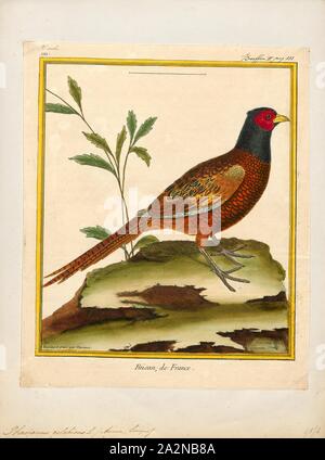 Phasianus colchicus, stampa il fagiano comune (Phasianus colchicus) è un uccello della famiglia fagiano (Fasianidi). Il nome del genere deriva dal latino phasianus, 'Pheasant'. Il nome della specie colchicus è Latino per "della Colchide' (giorno moderno Georgia), un paese sul Mare Nero dove fagiani divenne noto agli europei., 1700-1880 Foto Stock