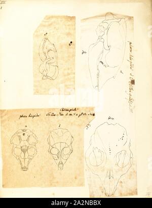 Phoca hispida, stampa la guarnizione inanellato (Pusa hispida o Phoca hispida), noto anche come il vaso guarnizione come netsik o nattiq dal Inuit e come Ньиэрпэ dal Yakut, è una guarnizione earless (famiglia: Phocidae) che abitano le regioni artiche e subartiche. La guarnizione cerchiati è una relativamente piccola guarnizione, raramente maggiore di 1,5 m di lunghezza con un segno distintivo di modellazione di macchie scure circondato da grigio chiaro anelli, quindi il suo nome comune. Essa è la più abbondante e la vasta tenuta di ghiaccio nell emisfero nord: compreso in tutta l'Oceano Artico, nel mare di Bering e di Okhotsk Mare a sud fino alla Foto Stock