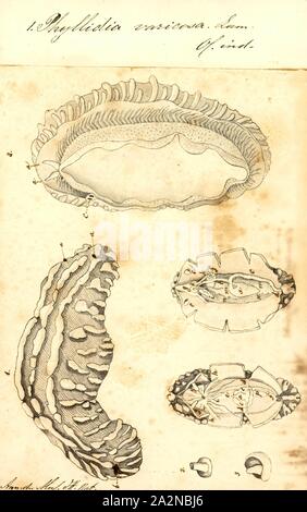 Phyllidia varicosa, stampa Phyllidia varicosa è una specie di lumache di mare, un dorid nudibranch, un guscio-meno marine mollusco gasteropode della famiglia Phyllidiidae Foto Stock